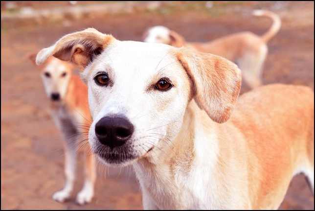 3 blond and tan street dogs